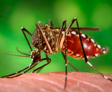 Plan nacional de respuesta al Chikungunya Colombia 2014